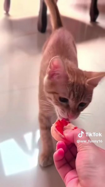 Funny Moments of Cats Standing on Two Legs
