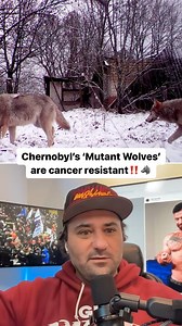 Chernobyl's Mutant wolves roaming Chernobyl Exclusion Zone have developed resistance to cancer, study finds | Hard Factor