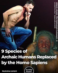 Before modern humans emerged, there were many other human species competing for resources. Proto-humans evolved into archaic humans, which were then replaced by early modern humans. How many human species were there? It’s hard to know for certain, because all we have are fragmentary remains. But here’s what scientists know about some of our ancestors: | Sunday Roast