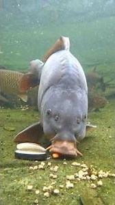 Would you trust this feeder? The carp weren’t sure at first… 👀🐟