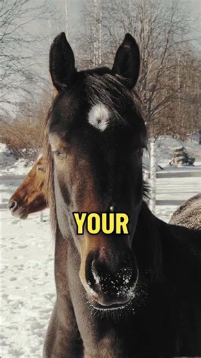 Your Stress Can Affect Your Horse's Heart Rate