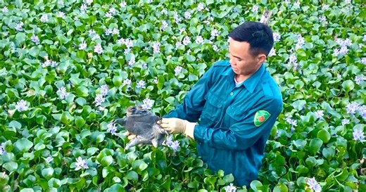 Nông dân ồ ạt chuyển sang nuôi ba ba, thu nhập nửa tỉ đồng