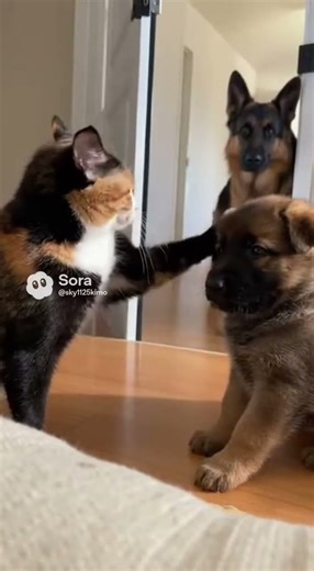 Dog Meets Cat for the First Time, Cat Pretends to Be an Angel at the Last Second