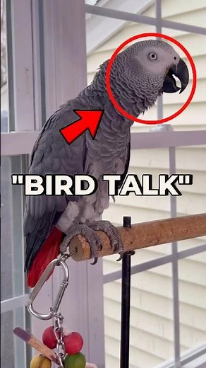 Why Certain Birds Can Mimic Human Speech (The Surprising Truth)
