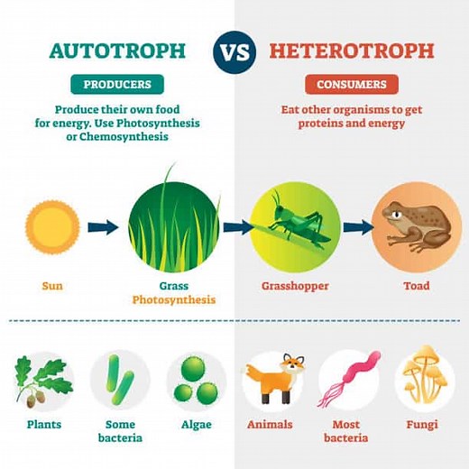 Autotrophs in Ecology - examples, types, and meaning