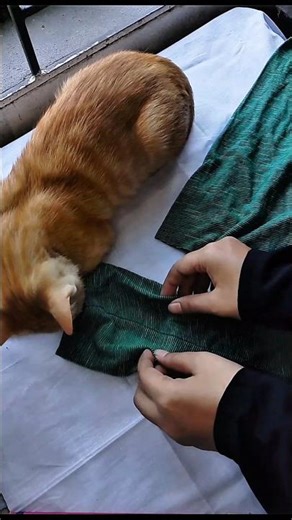 Easy DIY cat clothes #cat #catdress #catlovers #shorts