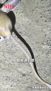 950K views · 21K reactions | How cute! A man came across a long-eared jerboa at night in Hotan, northwest China's Xinjiang Uyghur Autonomous Region. Known for its large ears, long tail and kangaroo-like hops, mouse-like rodent is one of the world’s most endangered and unique species. #WildChina | China News 中国新闻网 | Facebook