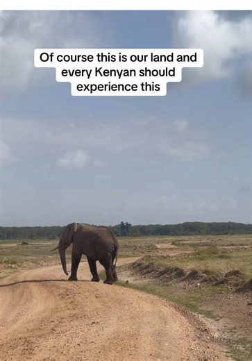 Experiencing Lions in Kenya: A Safari for All