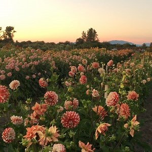 Today is the big day—registration for the 2022 Floret Online Workshop is now open! If you’re ready to dig deep into growing, harvesting, and sharing cut flowers, I would love to have you join us for the upcoming Floret Online Workshop. This comprehensive course includes more than 150 instructional videos, a beautiful 280-page printed course book, a sample cutting garden plan, weekly Q&A sessions, support from fellow flower growers via the Floret Learning Community, and so much more. I love that 