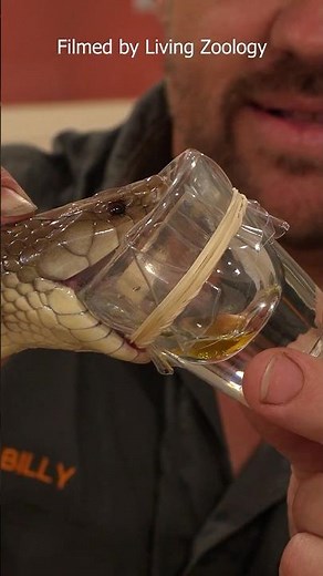 How to compare the toxicity of snake venoms