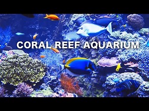 Coral Reef Aquarium Relaxing Music 8 HOURS 🐠FISH TANK #RELAXTIME #screesaver #acquarium