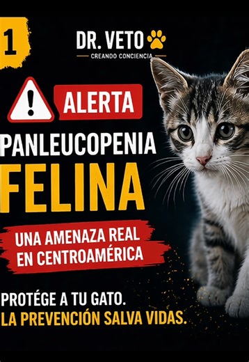 Esto NO es una simple enfermedad. Está afectando a gatos en la región y puede avanzar muy rápido. Pero el verdadero problema… es no detectarlo a tiempo. Por lo tanto… vacunar, prevenir y actuar puede marcar la diferencia. Comparte esto. Puedes ayudar a salvar vidas. #Gatos #Panleucopenia #AlertaAnimal #Mascotas #DrVeto