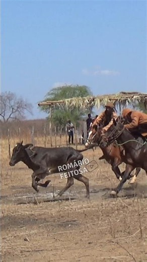 Catching cattle in the bush at Maria Creuza Park #romariofeitosa