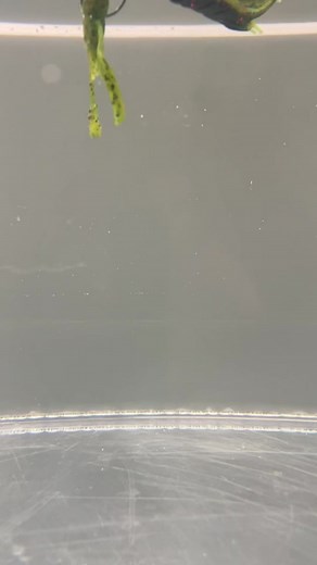 Unleash the Power of Z-Man Fishing Products with Hella CrawZ