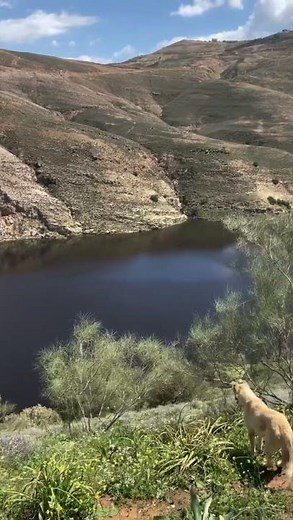Life of a Shepherd in the Beautiful Mountains 🐑🌄” #naturelife #satisfying # #farmlife