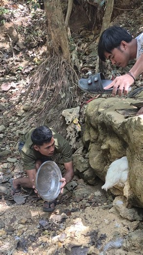 Wow, catching a brooding broiler hen nesting in a rock crevice. #shortvideo #feedshorts #nature