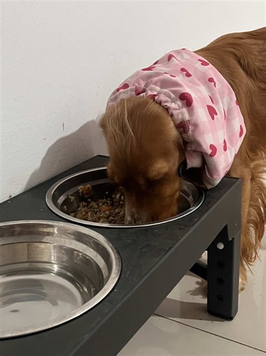 Acompáñame a realizarle la comida a la bebé 🩷🐶 #cockerspaniel #comidaperros #cachorros #viral