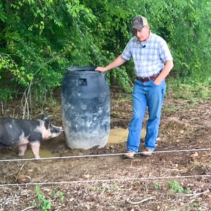 68K views · 690 reactions | How to Setup a Pastured PIG Paddock | Sheraton Park Farms | Facebook