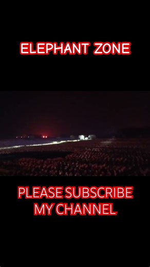 ELEPHANT ZONE 🦣🦣🦣 #music #trailer #viral #elephant #youtub #varisu #youtubeshorts #animalattack