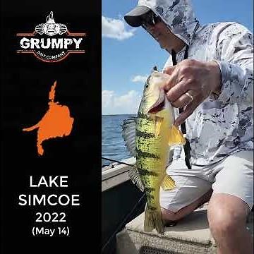 Lake Simcoe Jumbo Perch on GRUMPY Goby's