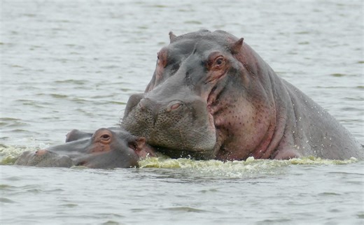 3 Animals With Sex Lives That Make Humans Look Like Vanilla. (Viewer discretion)