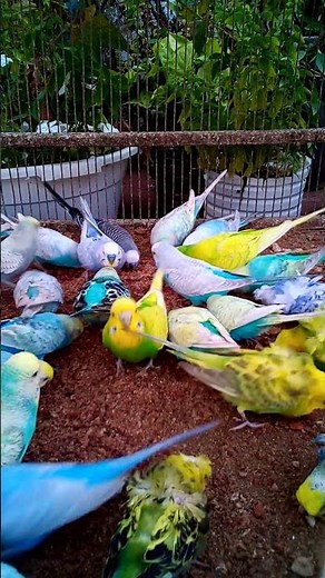 🧠 Smart Budgie Learning a New Trick