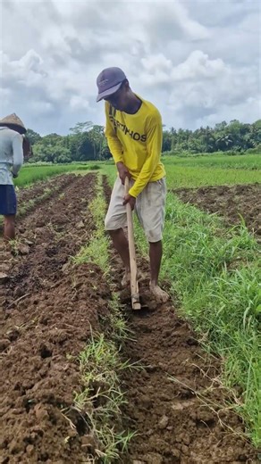 Unique technique for processing dry land to make it fertile -Agriculture farming #shorts