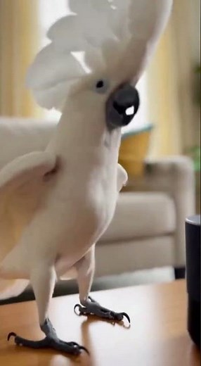 Why Is This PARROT Dancing Like He Made the Rap Song?! 😳🦜 #funny #parrot #memes