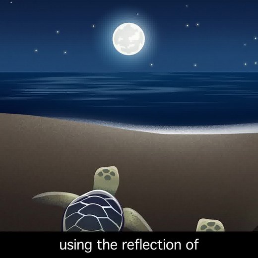 Play your part to help our sea turtles by reducing the impact of light pollution 💡🐢 Artificial light is a high-risk to our sea turtles’ reproduction and survival. Many female turtles won’t lay their eggs on brightly lit beaches and artificial light can disorient baby turtles, making them more vulnerable to predators and dehydration. Artificial light can cause our wildlife harm. Play your part to help Australia’s sea turtles and other wildlife by watching this video and following the simple tip