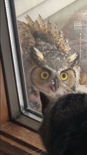 Cat and Owl Have Intense Stare Down Through Window 👀