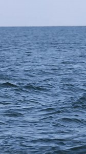 8.5K views · 80 reactions | The IMMS Research Department is currently...