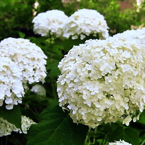 10K views · 513 reactions | ‘Annabelle’ hydrangea produces huge, white, pompon shaped blooms in late summer and is a good choice for people living in both cold regions and warm climates. | P. Allen Smith | Facebook