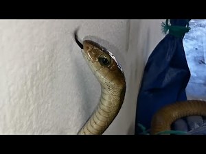 CATCHING AFRICA'S MOST VENOMOUS SNAKE!!