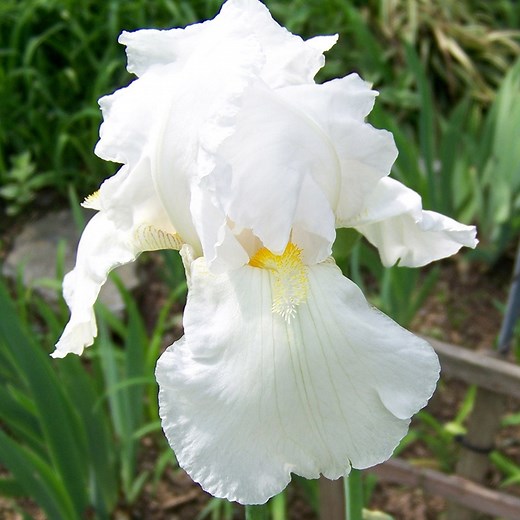 Immortality Reblooming Bearded Iris | American Meadows