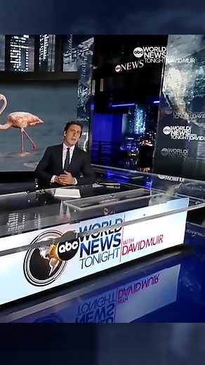 From Florida to Ohio, an unusual and beautiful sight has made its way to America: wild flamingos. David Muir shares the story of how they made their way to the states from the Yucatan Peninsula. #WorldNewsTonight #WNT #ABCNews #Flamingo #Florida #Ohio #YucatanPeninsula #Wild #HurricaneIdalia