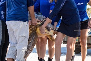 Rescued Loggerhead Back In The Water