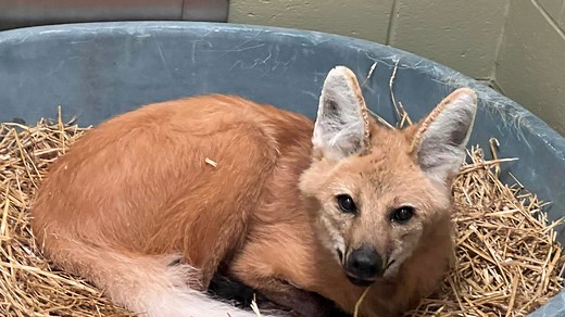Meet the Louisville Zoo's two new additions: A Masai giraffe and a maned wolf
