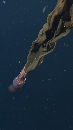 MBARI | Deep-sea moment of zen with this mama Gonatus squid. 🦑 For decades, marine biologists assumed that all squids laid their eggs in clusters... | Instagram