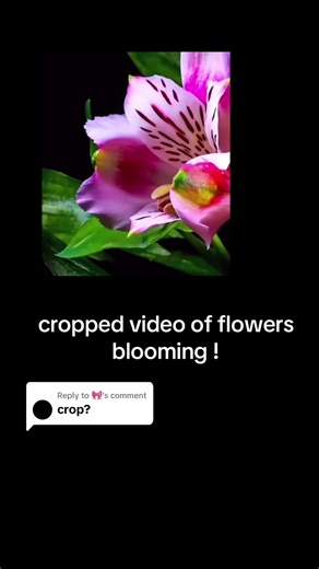 Blooming Flower Overlay for Edits | Flower Blossom Animation