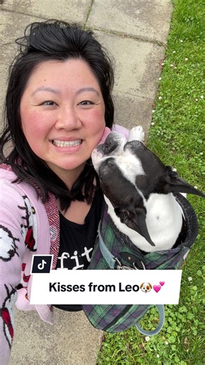 So sweet🐶💕 #dogsitter #doglover #bostonterrier #cutedog #doglove | boston terrier