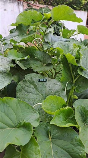 Hoja santa, Piper auritum conozcámosla. Reto tus pininos en herbolaria, 5 clases, 5 retos para que aprendas muy bien a conectar con más plantas aliadas https://wa.me/5217352975133 | Abhyanga masaje, tú espacio. Cuautla