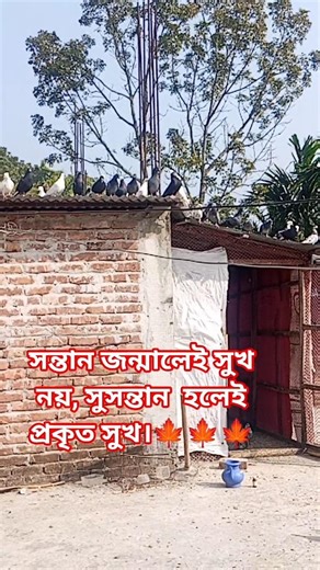 বাস্তব কিছু কথা #bangla #pigeon shorts