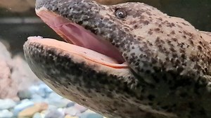 69K views · 1.7K reactions | #werbung "Karlo" the Giant Chinese Salamander at the Natural History Museum in Karlsruhe (Germany) 14 years old, weighing around 15kg and 120cm in length Naturkundemuseum Karlsruhe #oliverknott #okaqua #okisback #giantsalamander #andrias #davidianus #naturkundemuseum #karlsruhe #vivariumkarlsruhe #backtonature #backgrounds #giantrocks #aquascaping #aquascaper #paludarium #terrascaping #aquariumhobby #aquarium #aquariums | Oliver Knott | Facebook