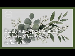Eucalyptus Types Explained | Seeded vs Silver Dollar vs Baby Blue (Florist-Pro Guide)