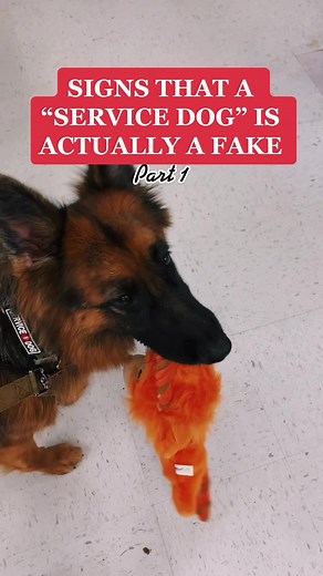 Spotting Fake Service Dogs: 6 Telltale Signs