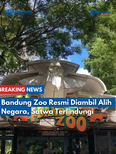 🦁 Bandung Zoo Resmi Diambil Alih Negara! Kementerian Kehutanan cabut izin YMT untuk memastikan satwa aman dan terlindungi. Mei 2026, pengelola baru akan ditetapkan, tapi kawasan tetap jadi Ruang Terbuka Hijau publik. Reporter: Hilman Kamaludin #tribunjabar #breakingnews #BandungZoo #SatwaAman #KonservasiIndonesia #YMT #PemerintahBertindak