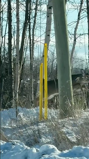 Deer in a Rush! High-Flying Jump Across the Road!"