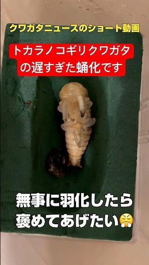 【トカラノコギリクワガタ】セミ化を諦めなかったら蛹化した＃クワガタ#飼育 #ノコギリクワガタ