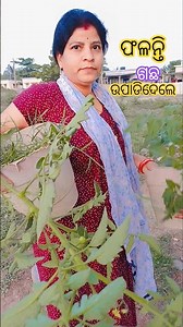 ଫଳନ୍ତି ଗଛ ଉପାଡି ଦେଲେ #shorts #youtubeshorts #odia #minivlog