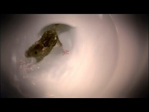 Did You Know Rats Can Invade Through Your Toilet?!